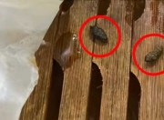小笼包蒸笼疑现老鼠屎，百年老店知味观深夜致歉